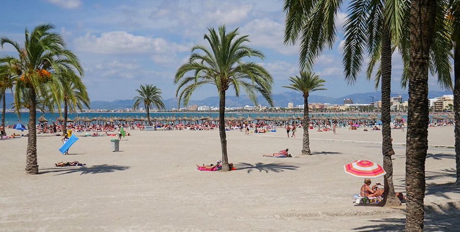 Palmen am Strand von El Arenal